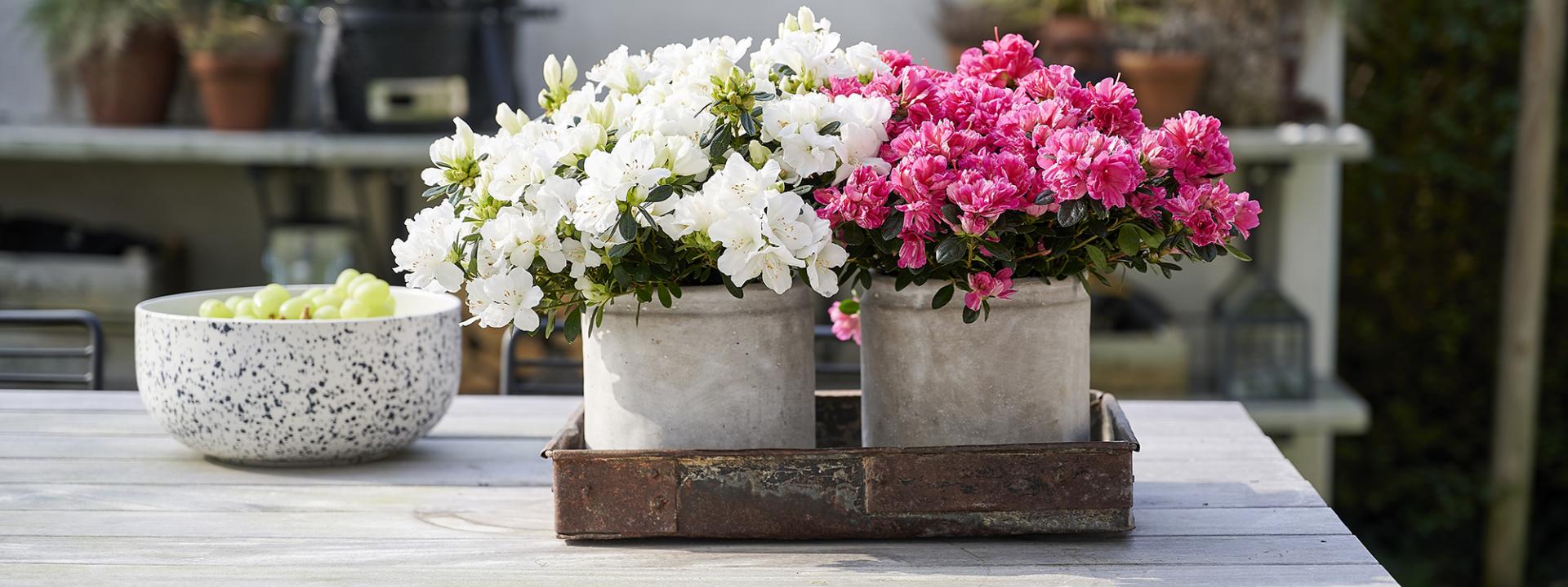 Een azalea buiten planten?