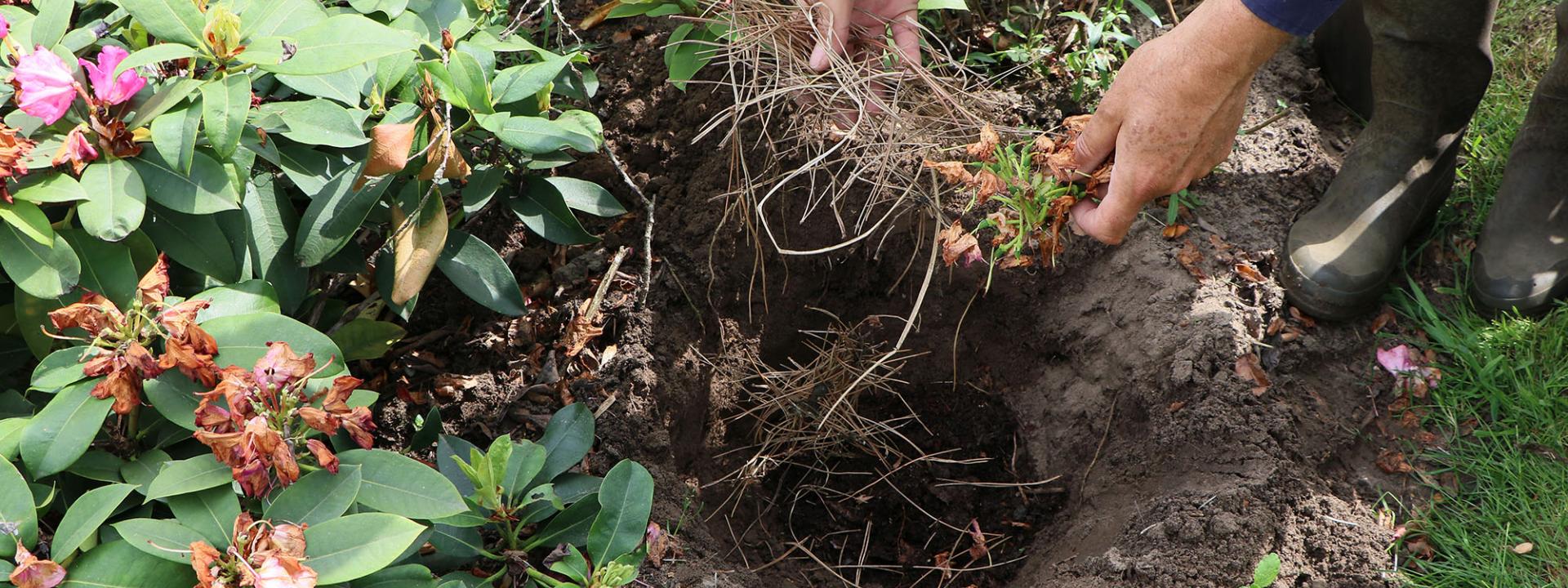 Wie verpflanzt man Rhododendren?