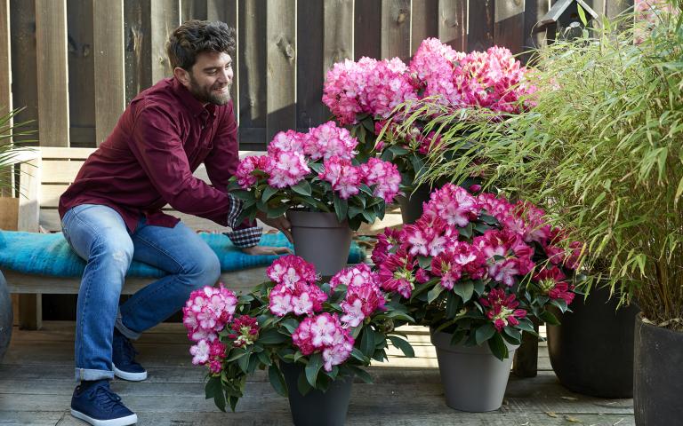 Hoe een rhododendron verzorgen