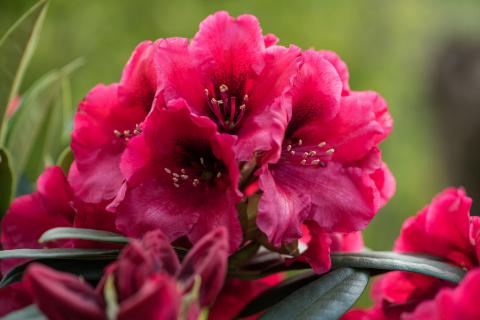 Rhododendron Red Devil