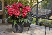 Hortinno® GARDEN Rhododendron Red Devil®