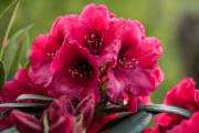 Hortinno® GARDEN Rhododendron Red Devil®