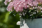 Hortinno® Kalmia latifolia Minuet