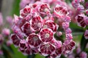 Hortinno® Kalmia latifolia Kaleidoscope