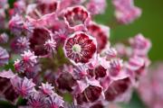 Hortinno® Kalmia latifolia Kaleidoscope