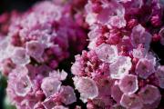 Hortinno® Kalmia latifolia Little Linda