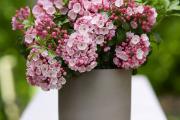 Hortinno® Kalmia latifolia Little Linda