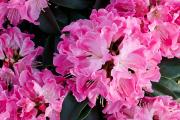Rhododendron Pink Tiger