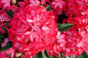 Rhododendron Red Dragon