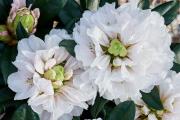 Rhododendron White Flamingo